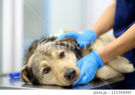 Veterinarian examines a large dog in veterinary clinic. Vet doctor applied a medical bandage for pet during treatment after the injury or surgery operation. Anesthesia for animals Veterinarian examines a large dog in veterinary clinic. Vet doctor applied a medical bandage for pet during treatment after the injury or surgery operation. Anesthesia for animals 115308995
