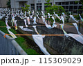 こいのぼり 115309029