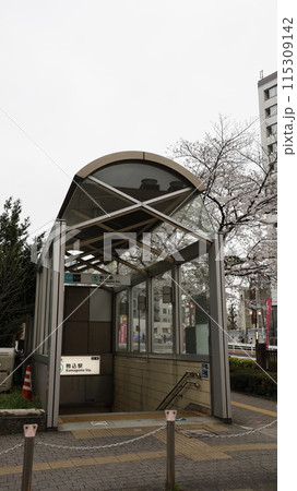 東京メトロ南北線の駒込駅4番出入口、さくら（ソメイヨシノ）が満開 115309142