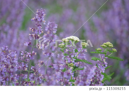 キャッツミントと白い花 キャッツミントと白い花 115309255