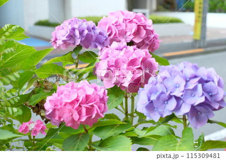 ピンク色のアジサイ 115309481