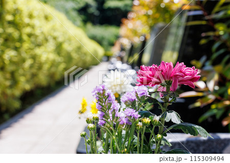 墓に手向けられた赤い花 115309494