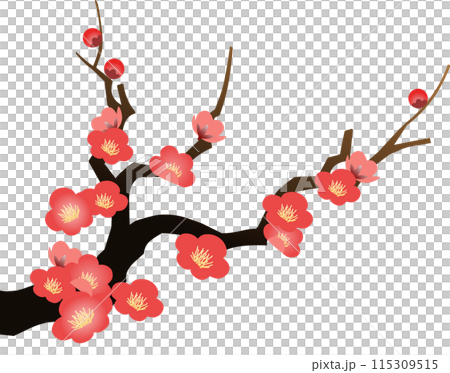盛開的梅花枝PNG插圖-插圖素材[115309515] - PIXTA圖庫