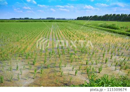 田植え後の水田　地元景観　田園風景　さいたま市西区 115309674