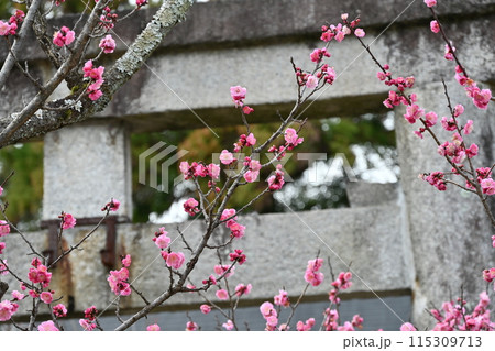北野天満宮　梅花祭 115309713