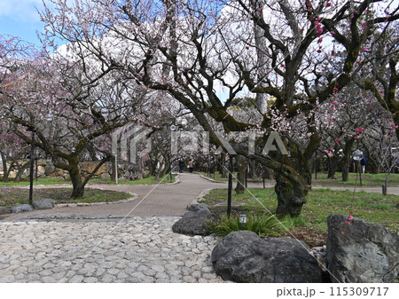 北野天満宮　梅花祭 115309717