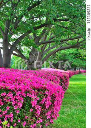 埼玉県営みさと公園の満開のツツジとさくら並木の風景 埼玉県営みさと公園の満開のツツジとさくら並木の風景 115309821