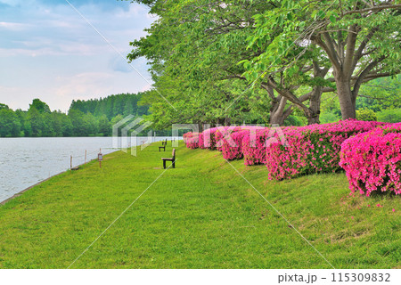 埼玉県営みさと公園の満開のツツジとさくら並木の風景 埼玉県営みさと公園の満開のツツジとさくら並木の風景 115309832