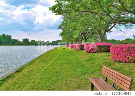 埼玉県営みさと公園の満開のツツジとさくら並木の風景 115309847