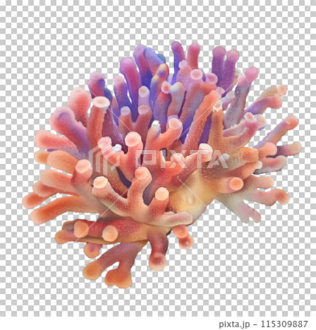 coral isolated on white background 115309887