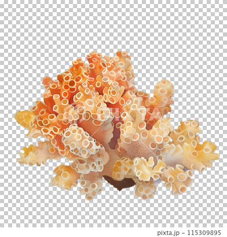 coral isolated on white background 115309895