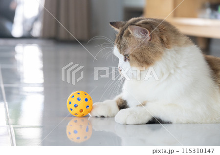 Cute crossbreed Persian cat playing with a ball. A mixed breed cat is a cross between cats of two different breeds or a purebred cat and a domestic cat. 115310147