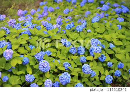 紫陽花 115310242