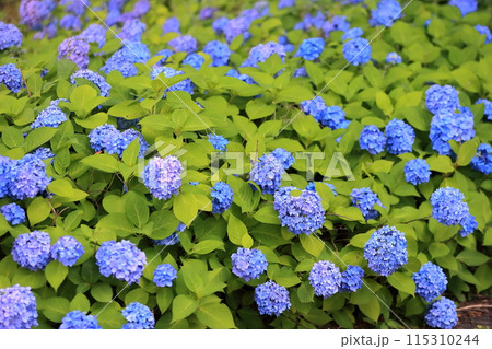 紫陽花 115310244