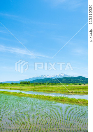 酒田市から望む鳥海山 115310520