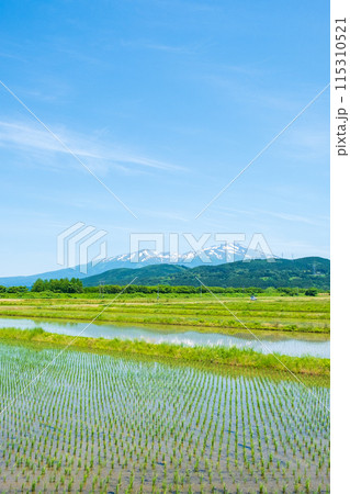 酒田市から望む鳥海山 115310521