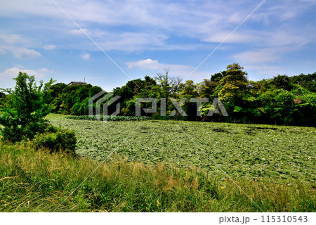 春の水元公園 かわせみの里付近のスイレンの風景 春の水元公園 かわせみの里付近のスイレンの風景 115310543