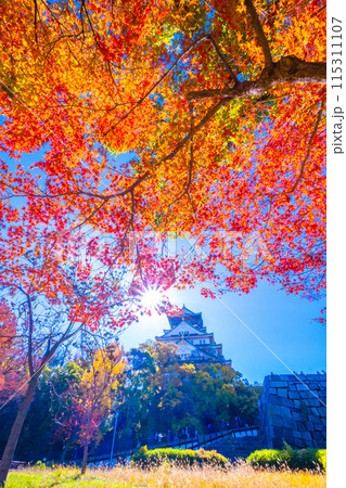 大阪城の紅葉 115311107