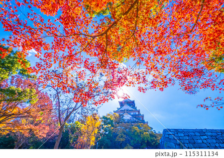 大阪城の紅葉 115311134