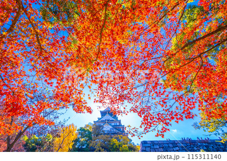 大阪城の紅葉 大阪城の紅葉 115311140