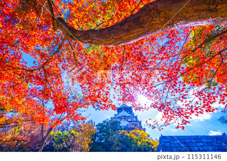 大阪城の紅葉 115311146