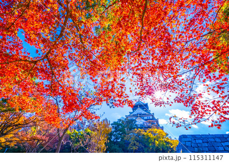 大阪城の紅葉 115311147
