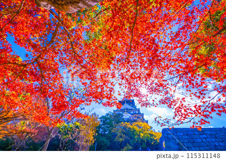 大阪城の紅葉 大阪城の紅葉 115311148