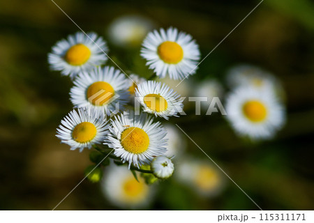 信濃川・やすらぎ堤の春紫苑 (ハルジオン) 信濃川・やすらぎ堤の春紫苑 (ハルジオン) 115311171