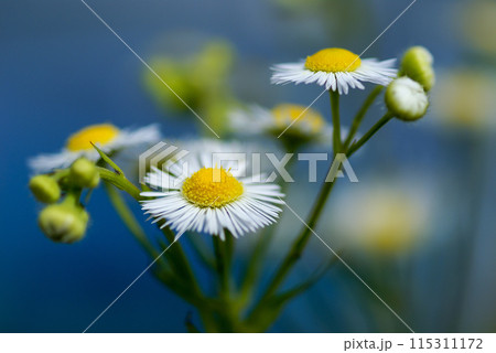 信濃川・やすらぎ堤の春紫苑 (ハルジオン) 115311172