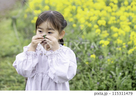 菜の花畑で遊ぶ女の子 菜の花畑で遊ぶ女の子 115311479