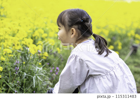 菜の花畑で遊ぶ女の子 115311483