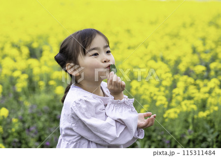 菜の花畑で遊ぶ女の子 115311484
