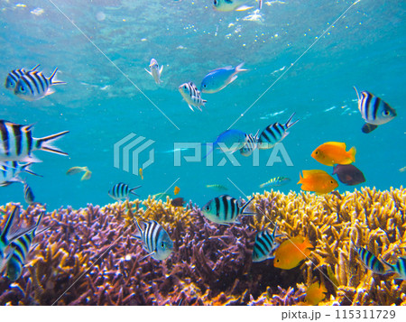 亜熱帯の海に群れるスズメダイ 115311729