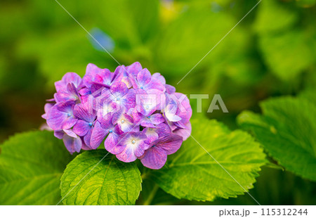 練馬城址公園でとても色鮮やかな紫陽花を見つけました 115312244