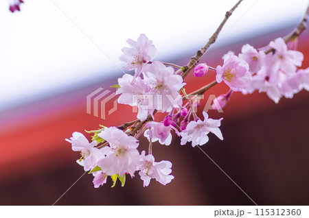 桜の花と赤い屋根 桜の花と赤い屋根 115312360