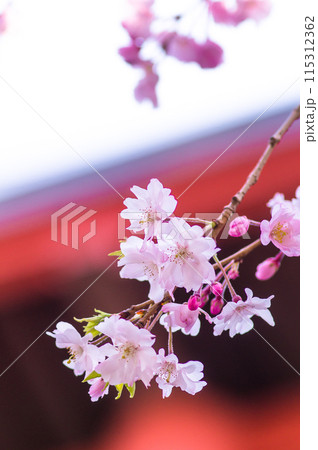 桜の花と赤い屋根 115312362