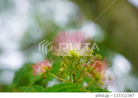 ネムノキの花 115312367