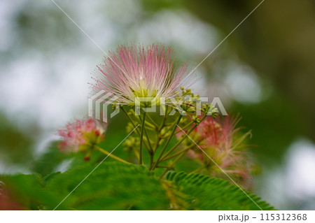 ネムノキの花 115312368