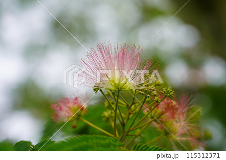 ネムノキの花 115312371