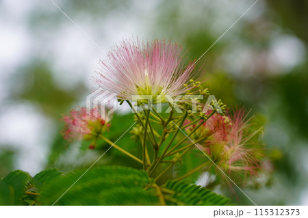 ネムノキの花 ネムノキの花 115312373