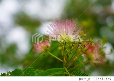 ネムノキの花 ネムノキの花 115312375