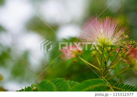 ネムノキの花 ネムノキの花 115312377
