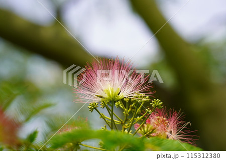 ネムノキの花 ネムノキの花 115312380