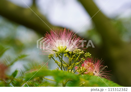 ネムノキの花 115312382