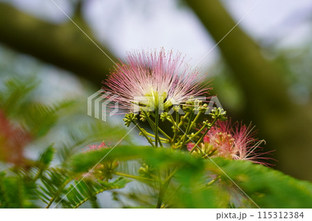 ネムノキの花 115312384