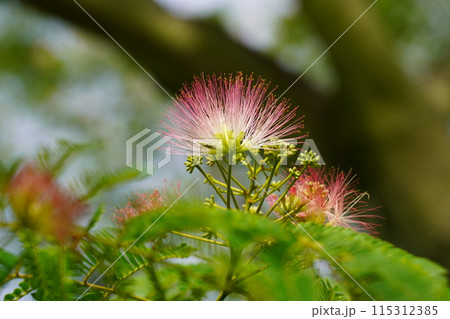 ネムノキの花 ネムノキの花 115312385