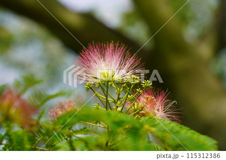 ネムノキの花 115312386