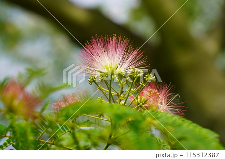 ネムノキの花 115312387