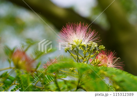 ネムノキの花 115312389