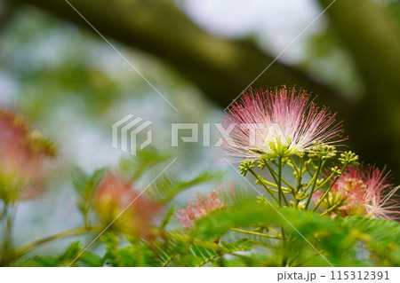 ネムノキの花 ネムノキの花 115312391